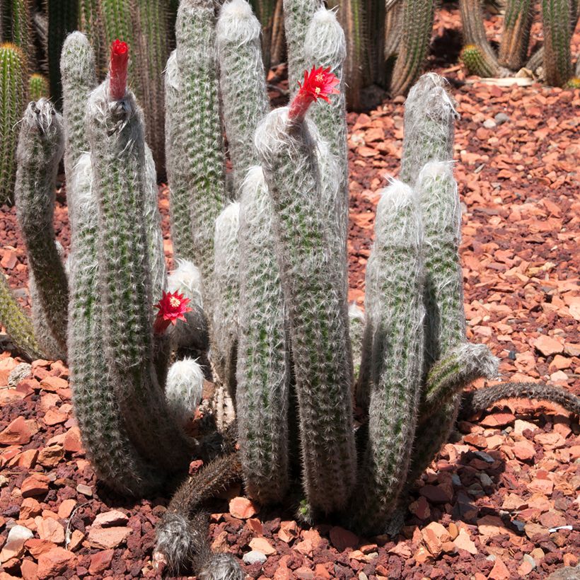 Hopeapylväskaktus - Cleistocactus strausii (Kasvutapa)