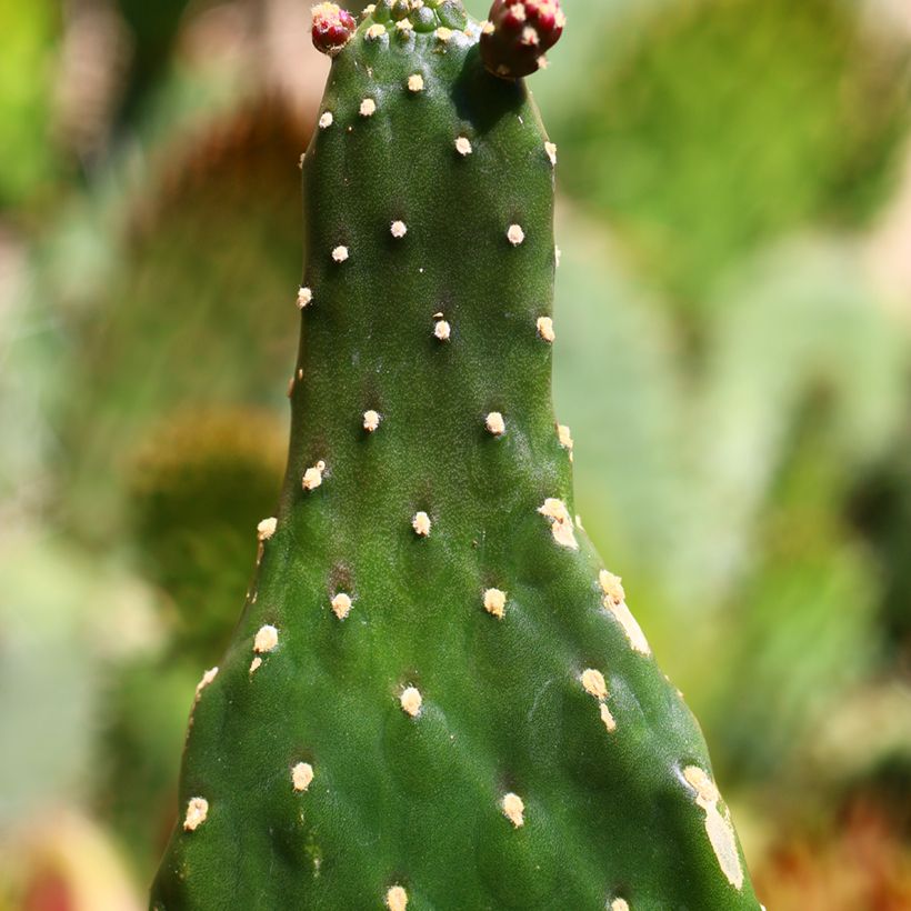 Consolea rubescens (Lehvistö)