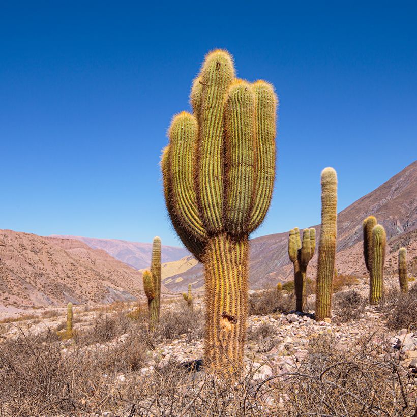 Pallokaktus - Echinopsis atacamensis subsp. pasacana (Kasvutapa)