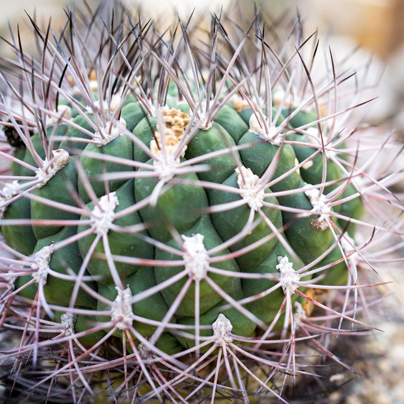 Gymnocalycium saglionis (Lehvistö)