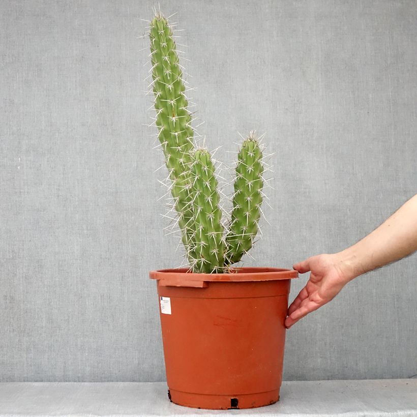 Esimerkki kesällä toimitetusta Cactus - Harrisia tetracantha Pot de 12L/15L-taimesta