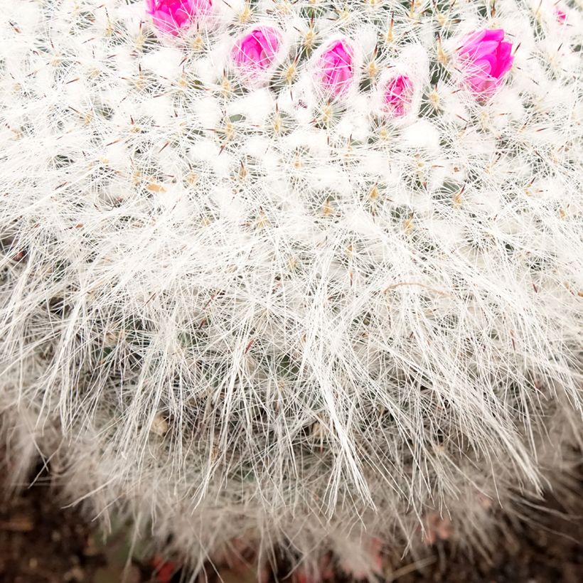 Syyläkaktus - Mammillaria hahniana (Lehvistö)