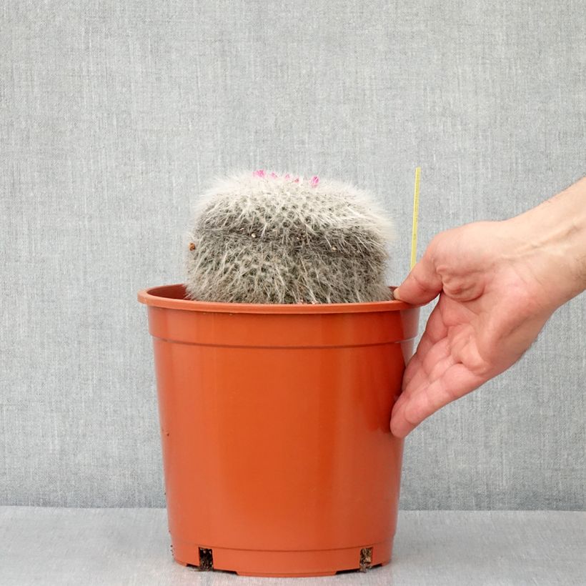 Esimerkki kesällä toimitetusta Syyläkaktus - Mammillaria hahniana 4 litran/5 litran ruukku-taimesta