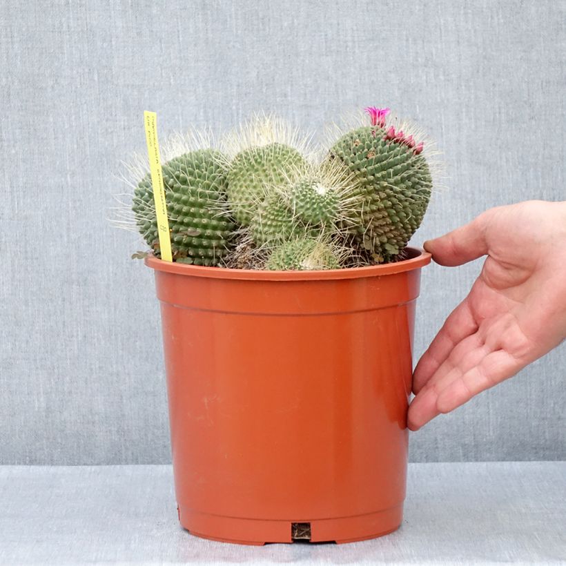 Esimerkki kesällä toimitetusta Cactus - Mammillaria Un Pico Pot de 4L/5L, 18/20 diamètre-taimesta