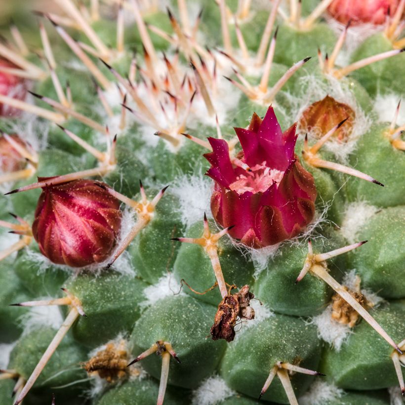 Syyläkaktus - Mammillaria compressa (Kukinta)