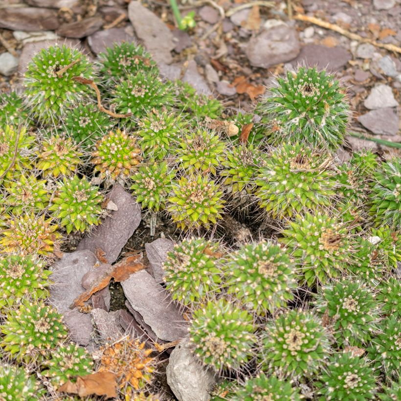 Syyläkaktus - Mammillaria compressa (Kasvutapa)