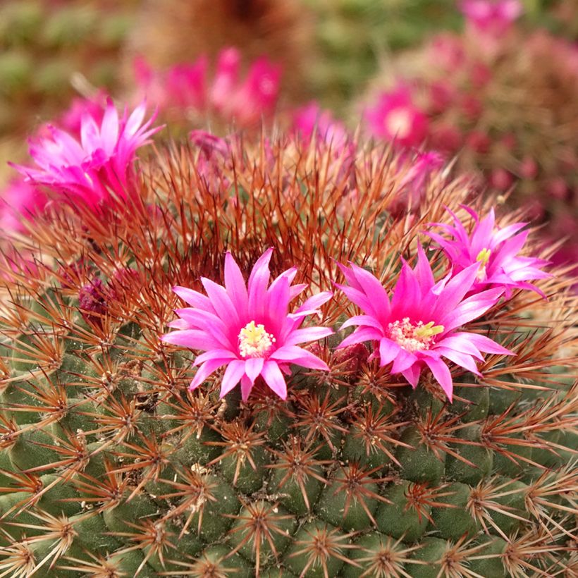 Syyläkaktus - Mammillaria ernestii var. rubrispina (Kukinta)