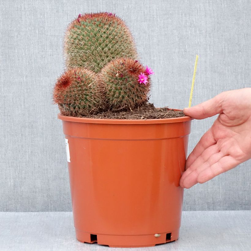Esimerkki kesällä toimitetusta Syyläkaktus - Mammillaria ernestii var. rubrispina 4 litran/5 litran ruukku-taimesta