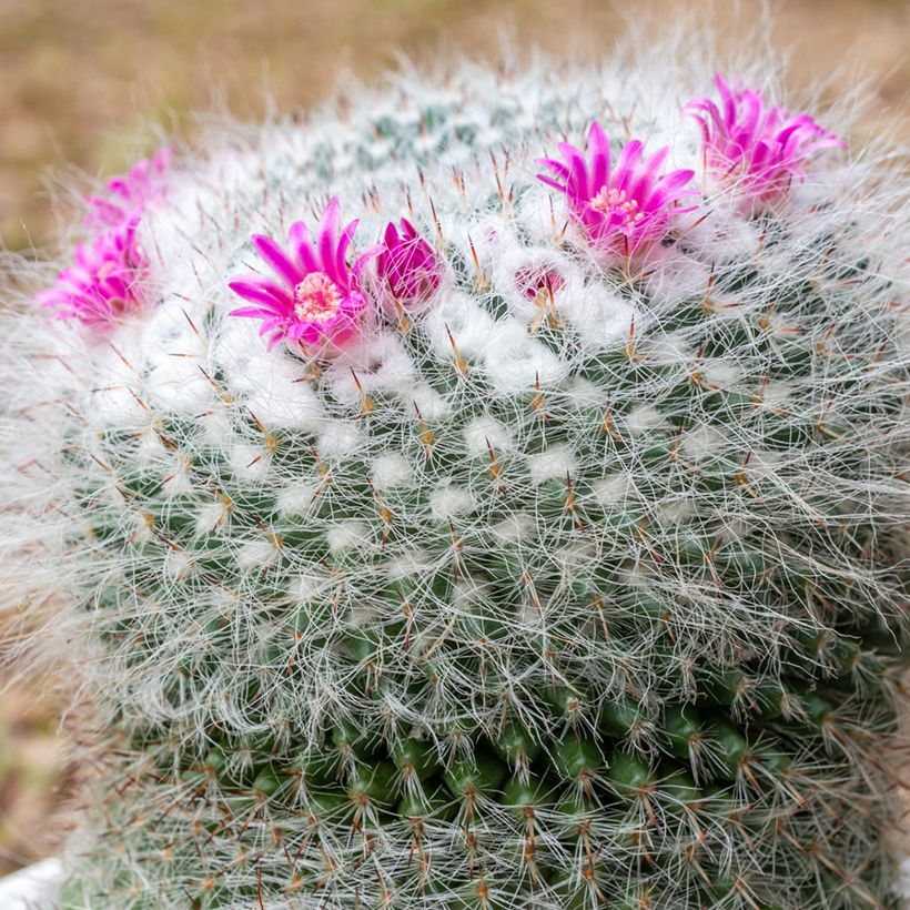 Syyläkaktus - Mammillaria hahniana (Kukinta)