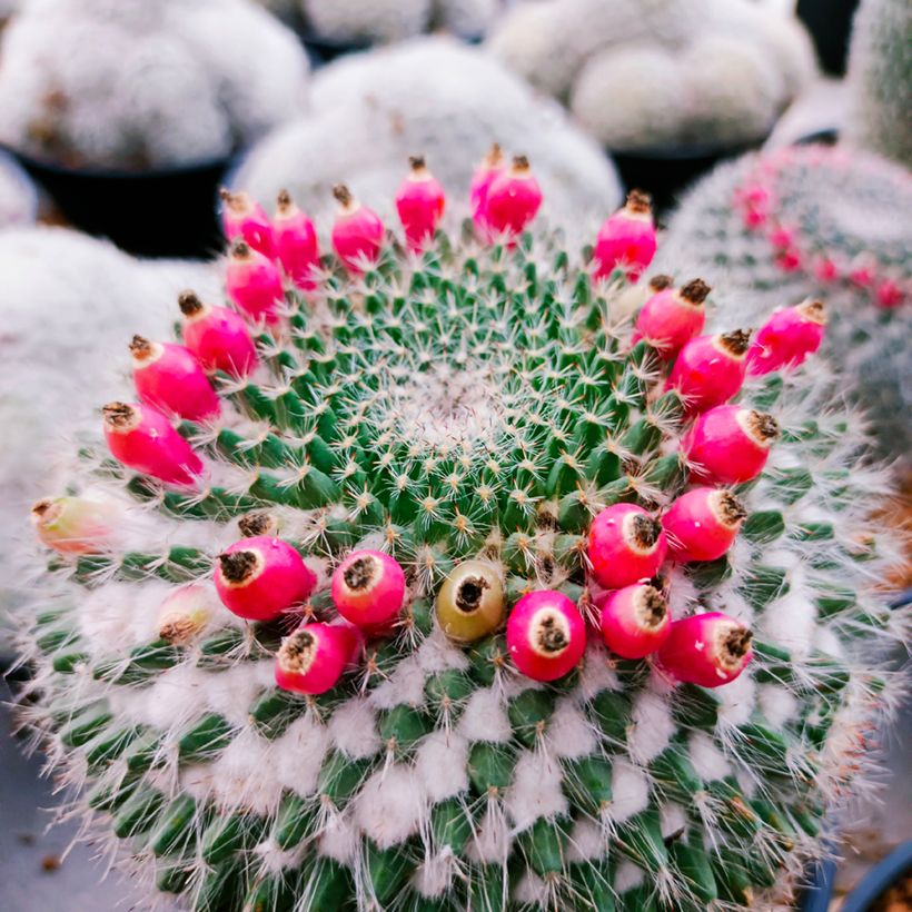 Syyläkaktus - Mammillaria hahniana (Sadonkorjuu)