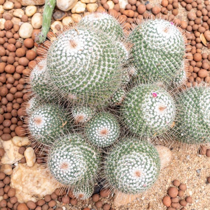 Syyläkaktus - Mammillaria hahniana (Kasvutapa)