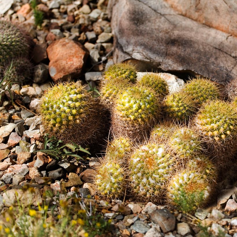 Syyläkaktus - Mammillaria marksiana (Kasvutapa)