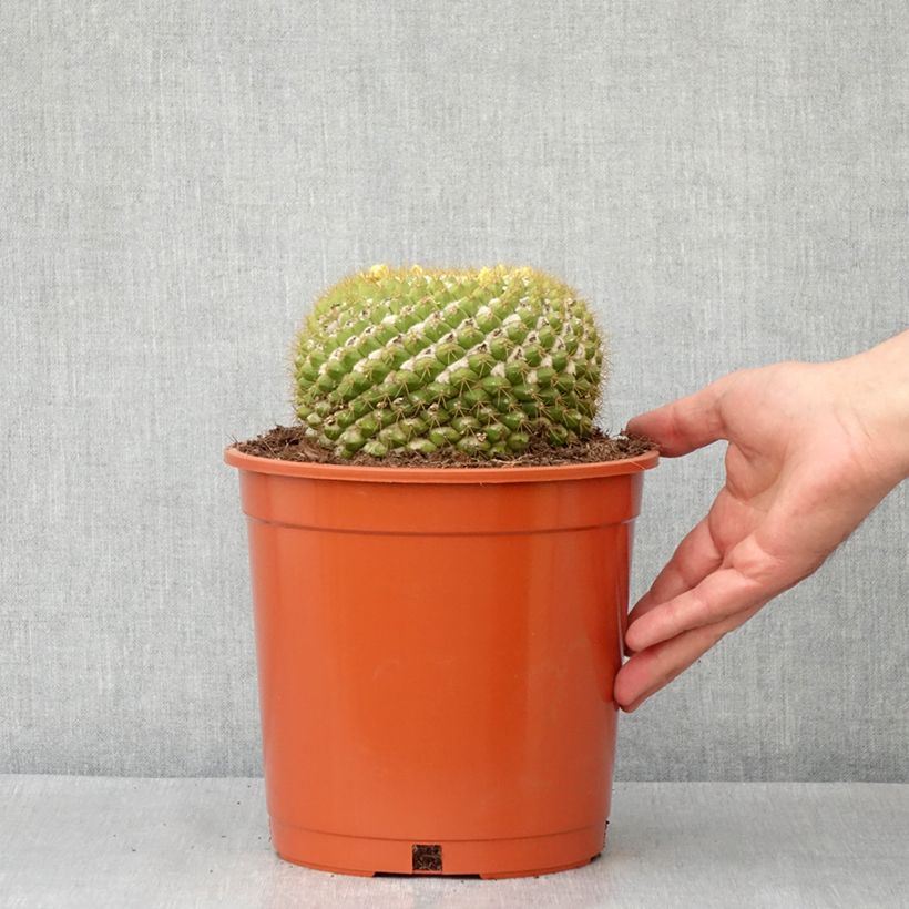 Esimerkki kesällä toimitetusta Syyläkaktus - Mammillaria marksiana 4 litran/5 litran ruukku-taimesta