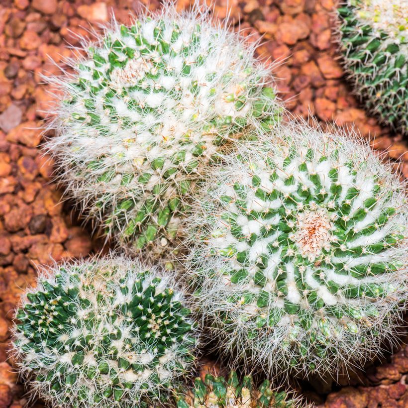 Syyläkaktus - Mammillaria rhodantha subsp. pringlei (Kasvutapa)
