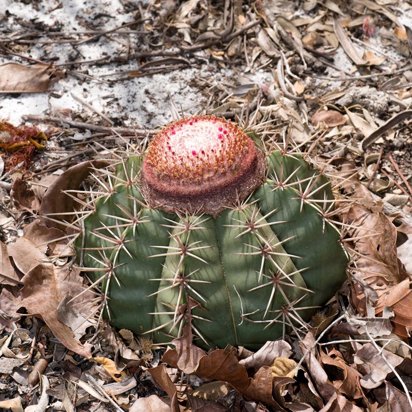 Melocactus bahiensis (Kasvutapa)