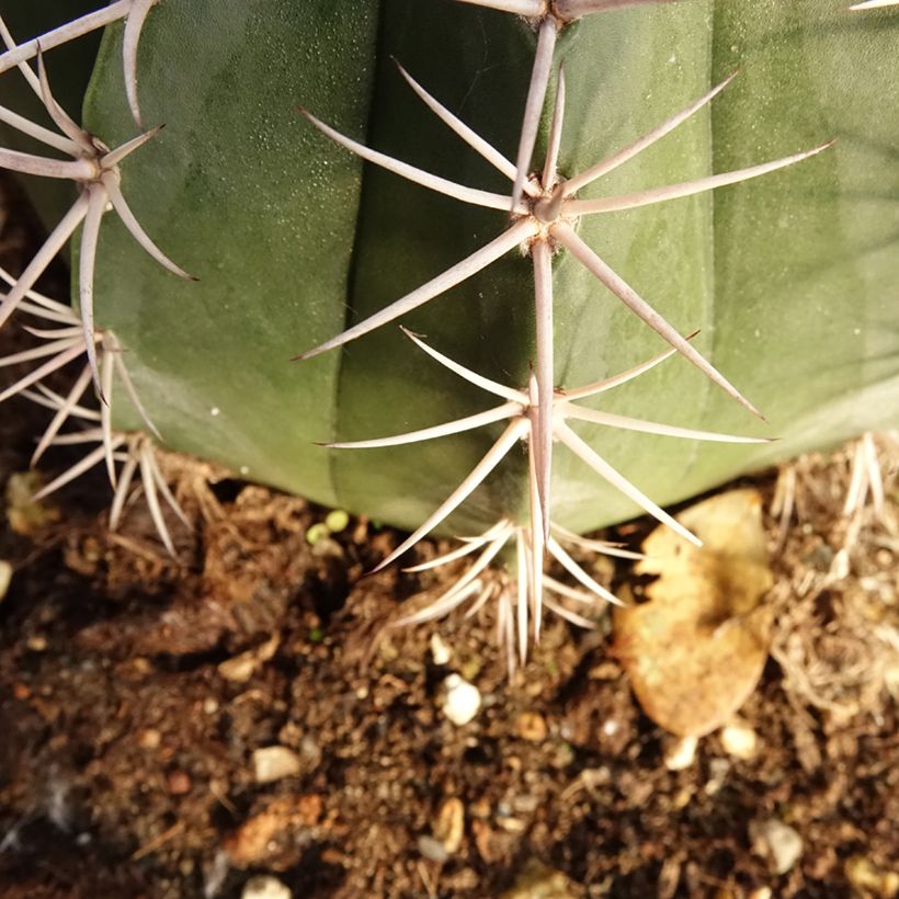 Melocactus bahiensis (Lehvistö)