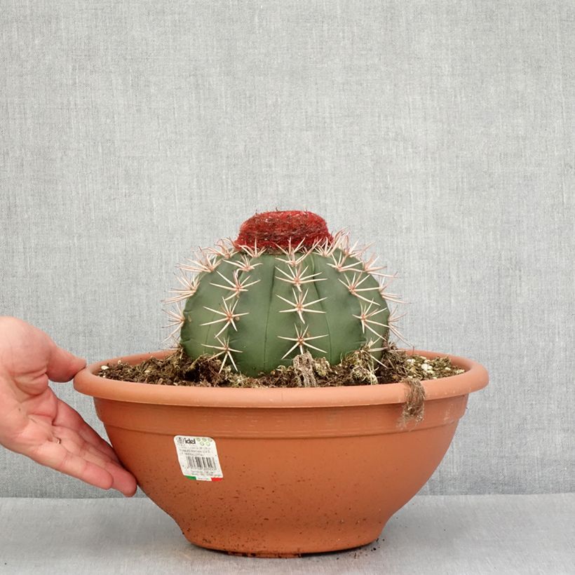 Esimerkki kesällä toimitetusta Cactus - Melocactus bahiensis Pot de 6L/7L-taimesta