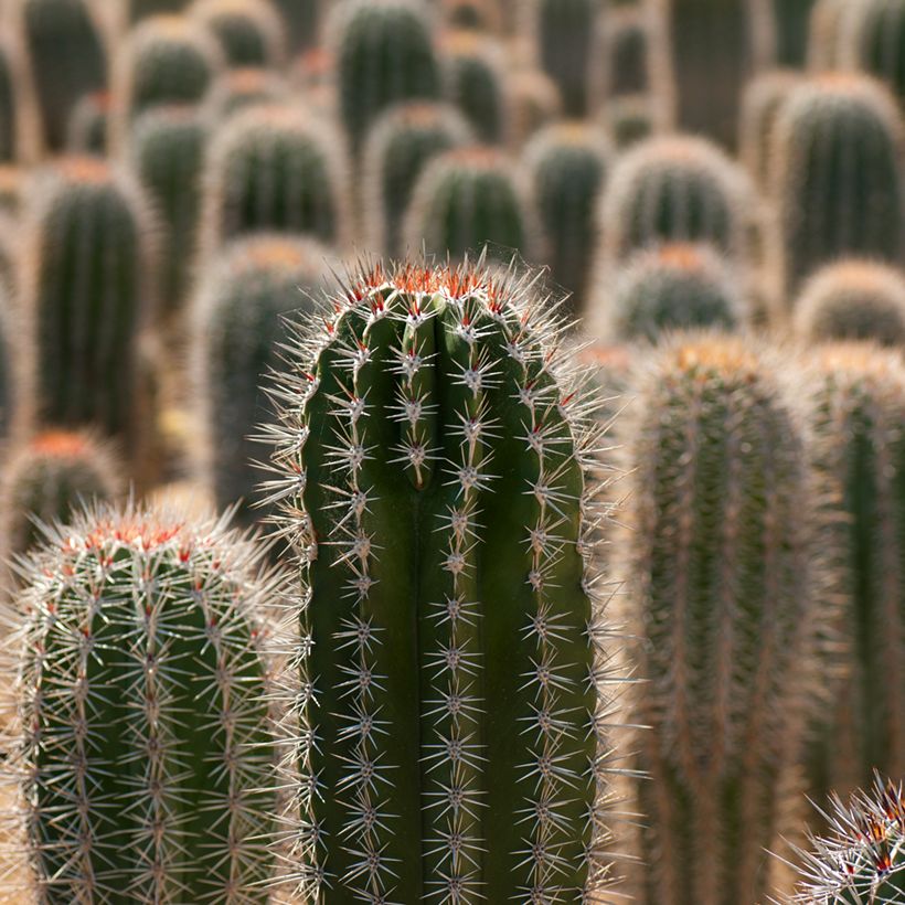 Pachycereus pringlei (Lehvistö)