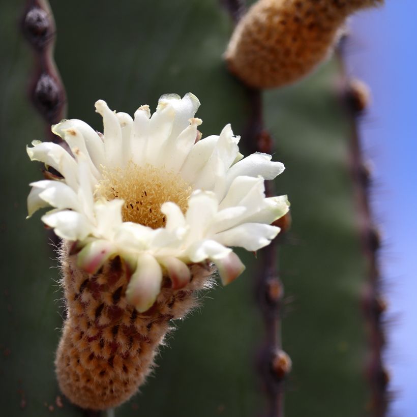 Pachycereus pringlei (Kukinta)