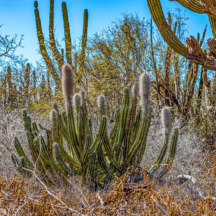 Pachycereus pringlei (Kasvutapa)