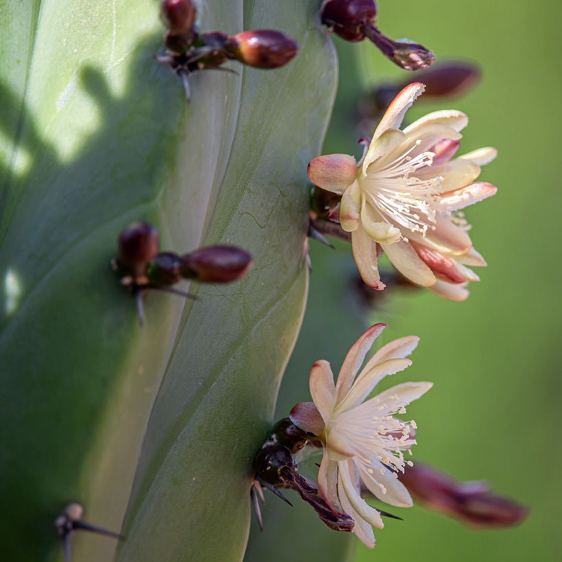 Polaskia chichipe (Kukinta)