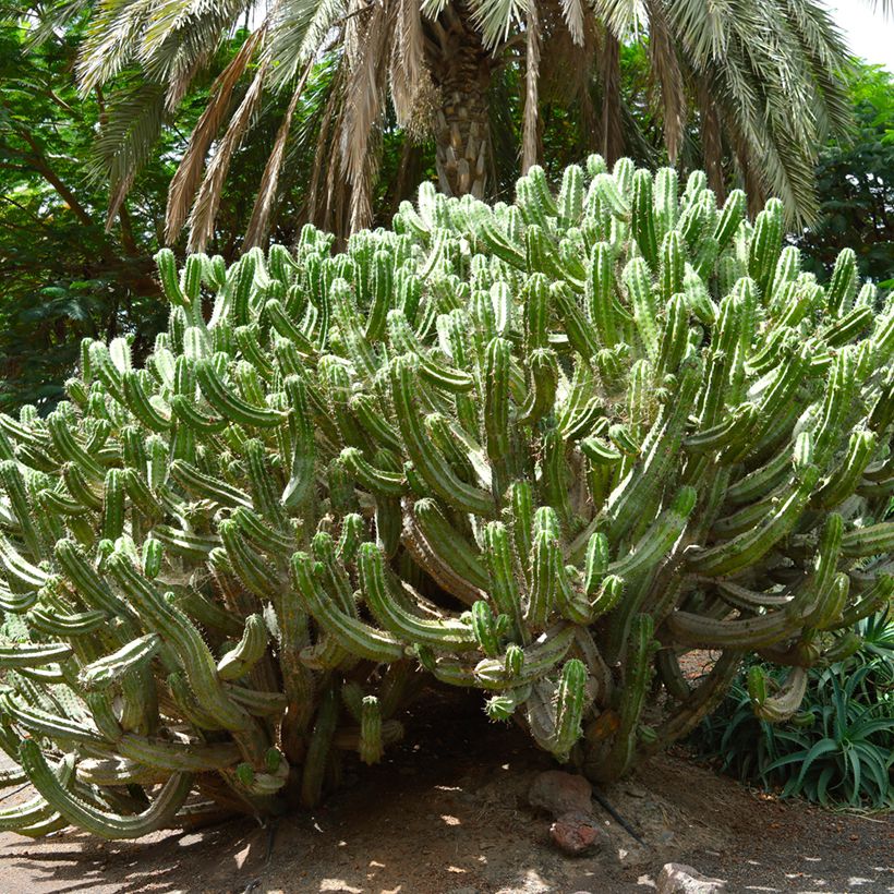 Polaskia chichipe (Kasvutapa)