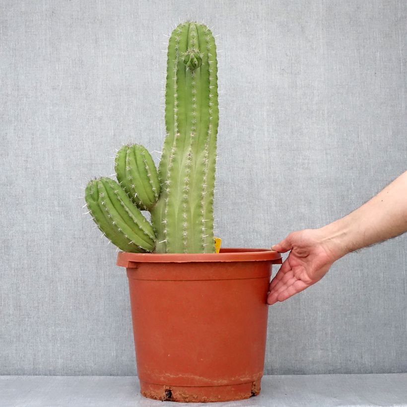 Esimerkki kesällä toimitetusta Cactus - Polaskia chichipe Pot de 12L/15L-taimesta
