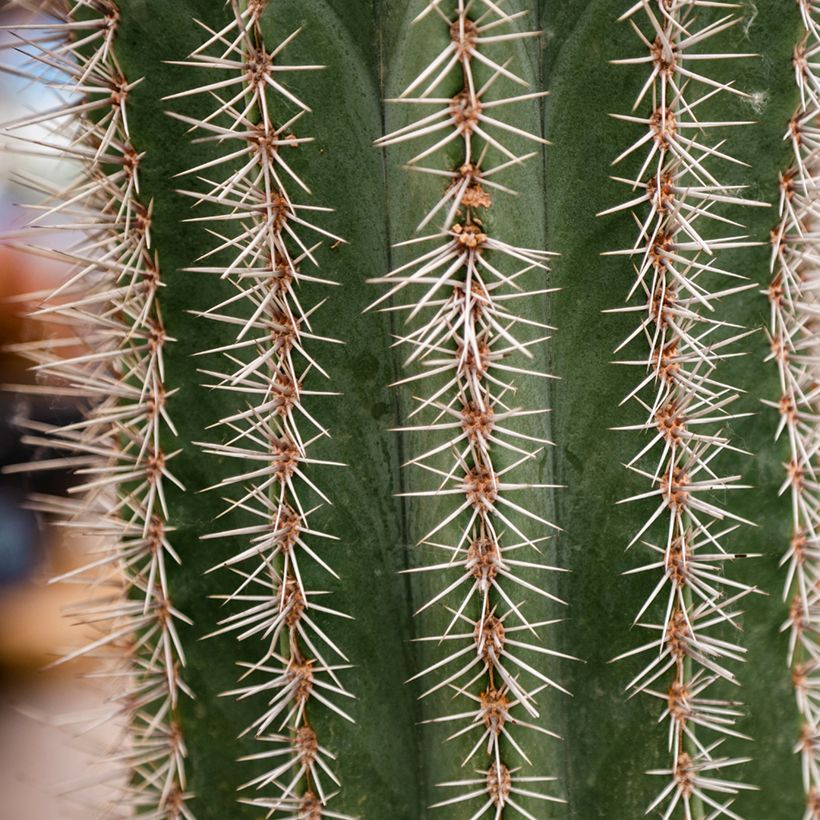 Stenocereus griseus (Lehvistö)
