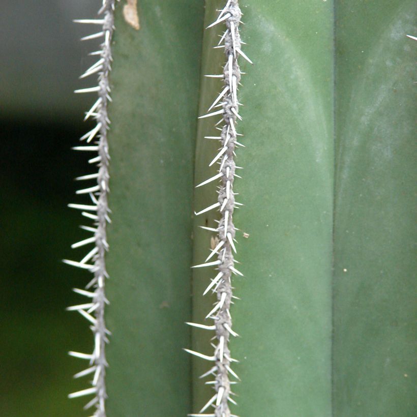 Stenocereus marginatus (Lehvistö)