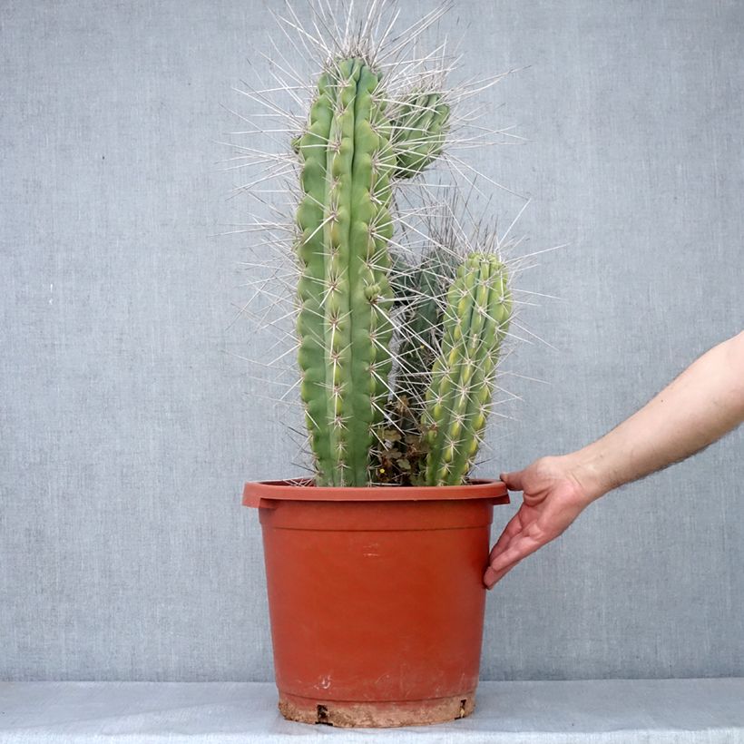 Esimerkki kesällä toimitetusta Cactus - Stetsonia coryne Pot de 12L/15L-taimesta