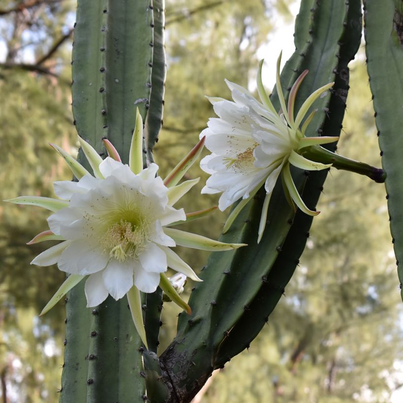 Kynttiläkaktus - Trichocereus pachanoi (Kukinta)