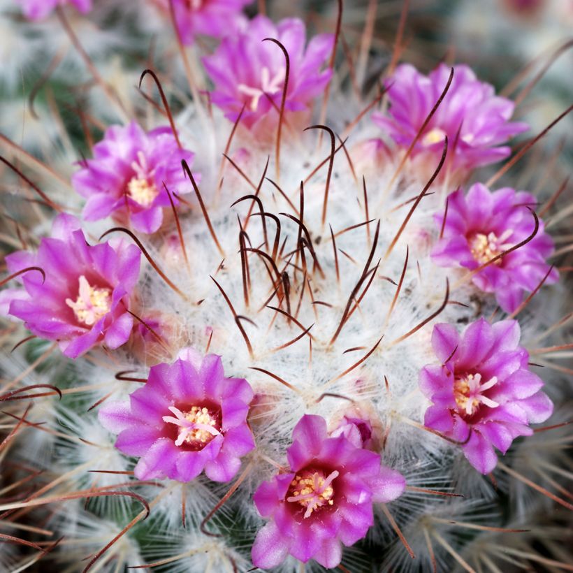 Syyläkaktus - Mammillaria bombycina (Kukinta)