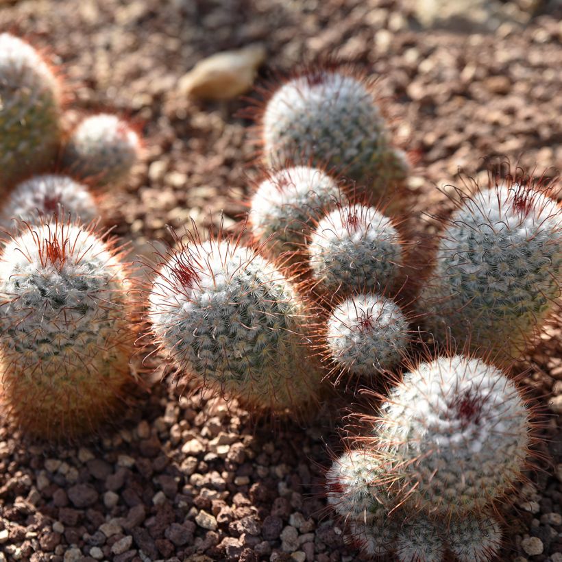 Syyläkaktus - Mammillaria bombycina (Kasvutapa)