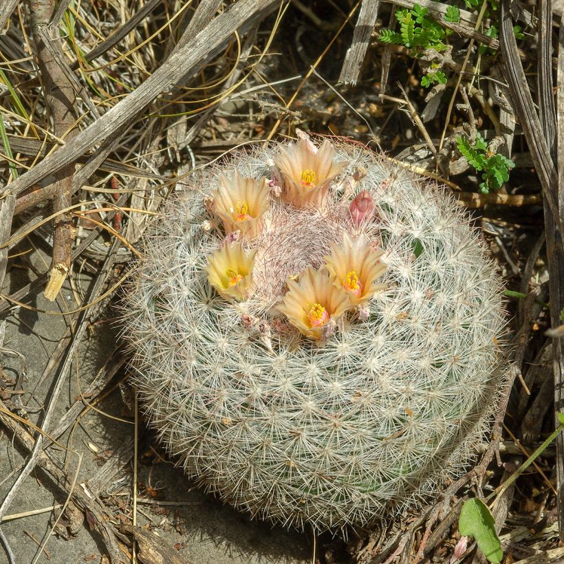 Syyläkaktus - Mammillaria candida (Kasvutapa)