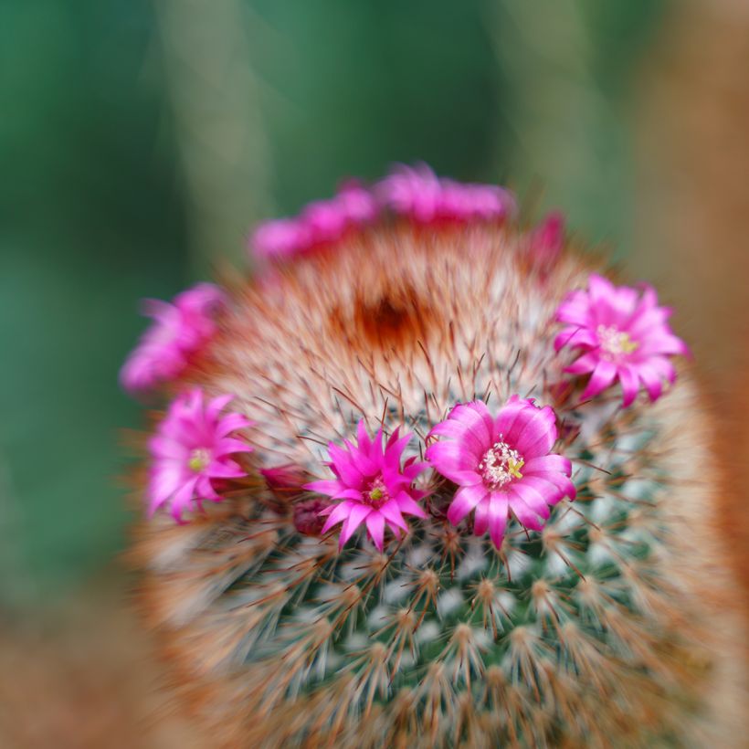 Syyläkaktus - Mammillaria spinosissima f. rubrispina (Kukinta)