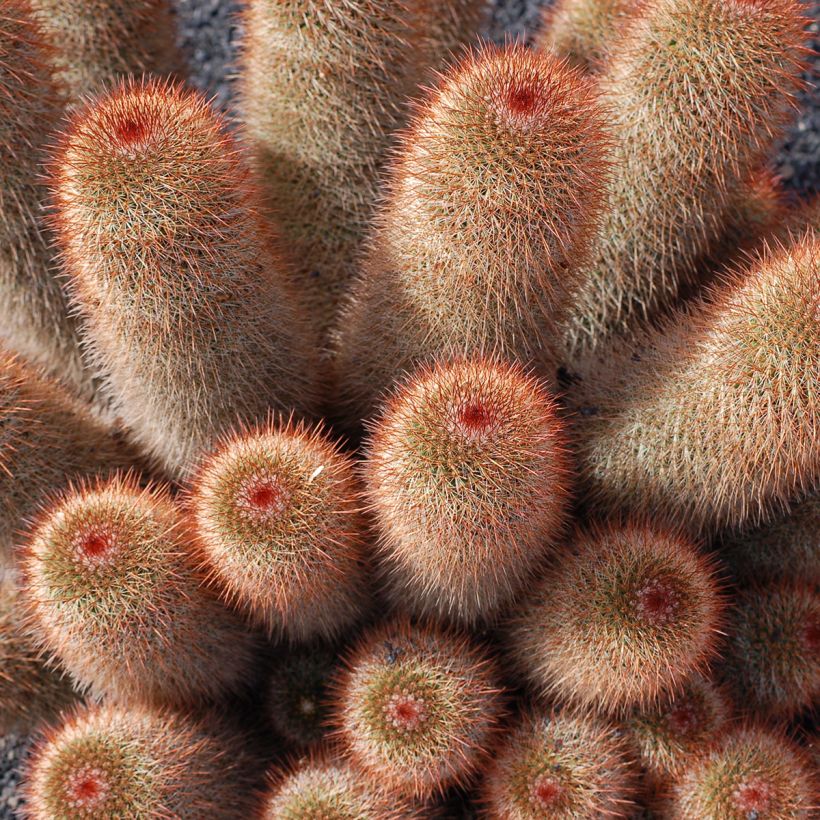 Syyläkaktus - Mammillaria spinosissima f. rubrispina (Kasvutapa)
