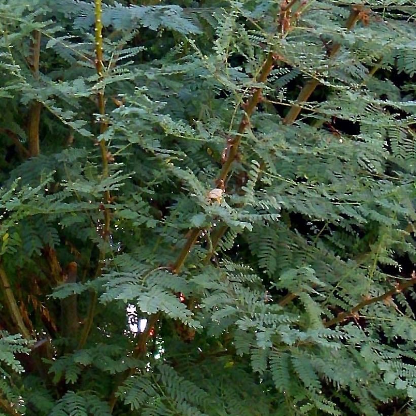 Keltakesalpinia - Caesalpinia gilliesii (Lehvistö)
