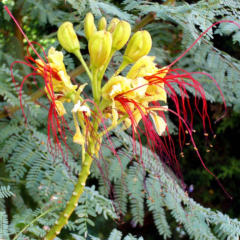 Keltakesalpinia - Caesalpinia gilliesii (Kukinta)