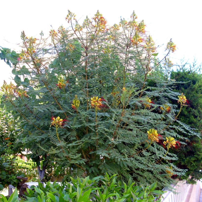 Keltakesalpinia - Caesalpinia gilliesii (Kasvutapa)