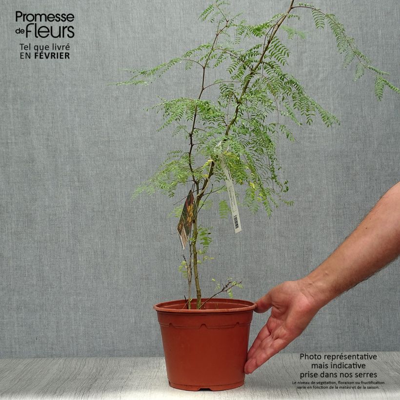 Esimerkki syksyllä toimitetusta Keltakesalpinia - Caesalpinia gilliesii 2 litran/3 litran ruukku-taimesta