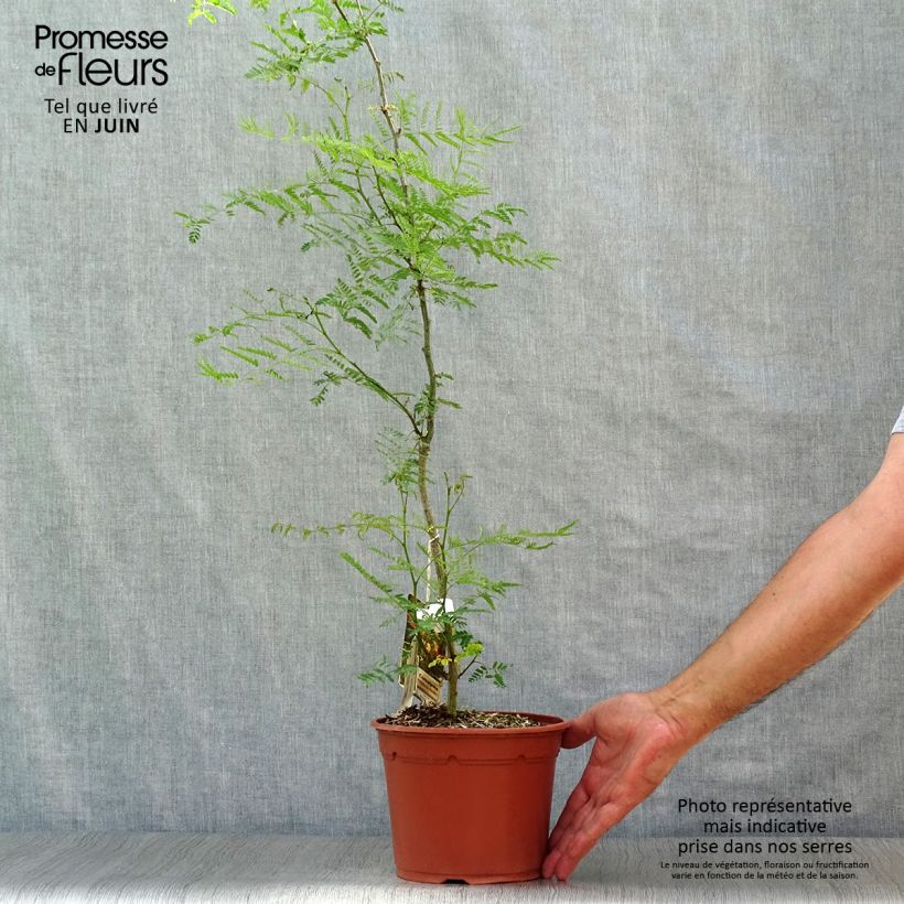 Esimerkki kesällä toimitetusta Keltakesalpinia - Caesalpinia gilliesii Ruukku 2L / 3L-taimesta