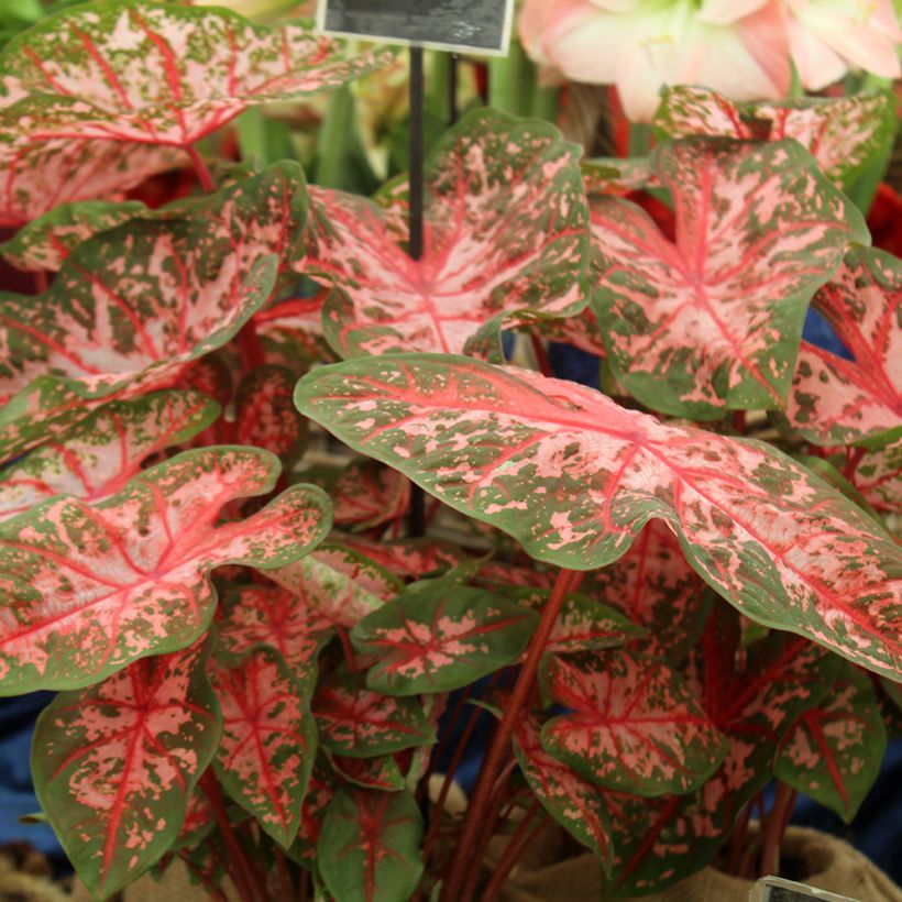 Kirjolehti Carolyn Whorton (Plant habit)