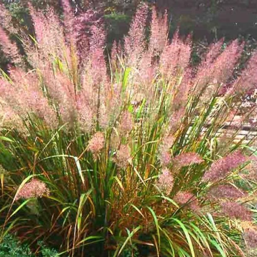 Timanttikastikka - Calamagrostis brachytricha (Kasvutapa)