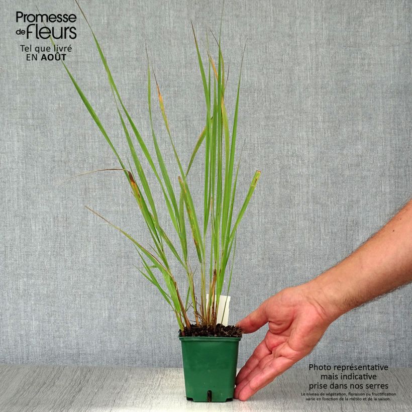 Esimerkki kesällä toimitetusta Timanttikastikka - Calamagrostis brachytricha Taimiruukku 8/9 cm-taimesta