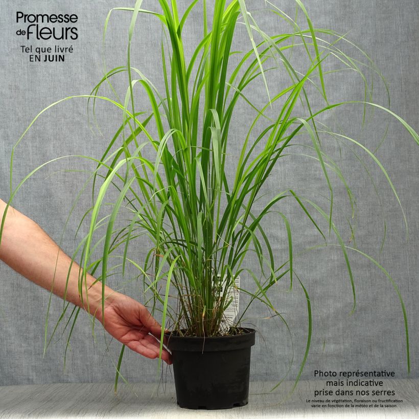 Esimerkki kesällä toimitetusta Timanttikastikka - Calamagrostis brachytricha Ruukku 3L / 4L-taimesta