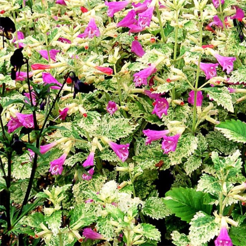 Tarhakäenminttu Variegata (Kukinta)