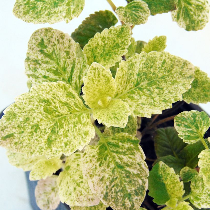 Tarhakäenminttu Variegata (Lehvistö)