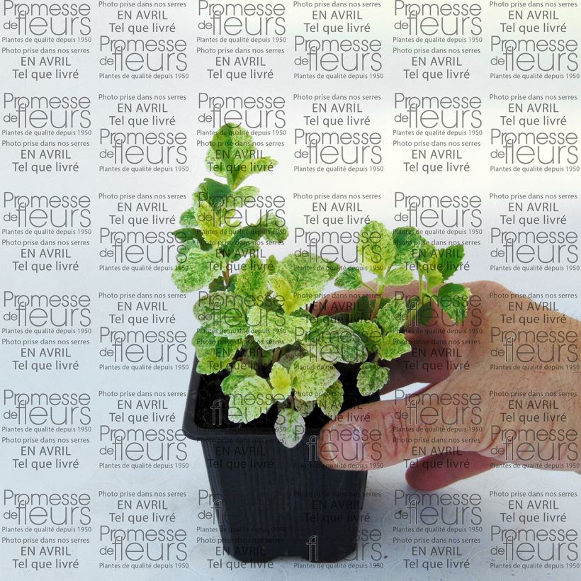 Esimerkki toimitetusta Tarhakäenminttu Variegata Godet de 8/9 cm-taimesta