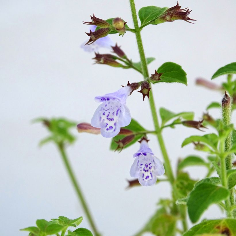 Kivikkokäenminttu - Calamintha nepeta (Kukinta)