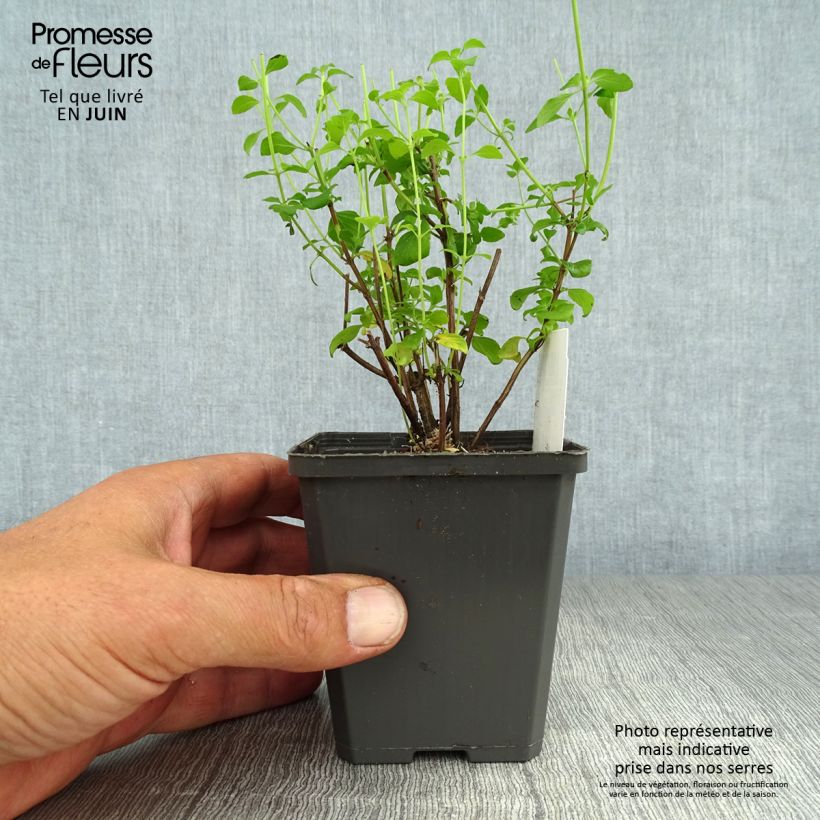 Esimerkki kesällä toimitetusta Kivikkokäenminttu - Calamintha nepeta Godet de 8/9 cm-taimesta